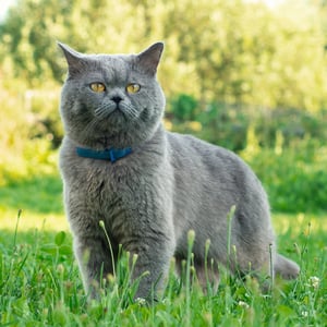 As coleiras para gatos apresentam boa sazonalidade no Mercado Livre