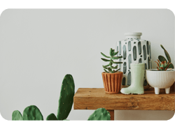 Casa estética com cactos e plantas em uma prateleira de madeira