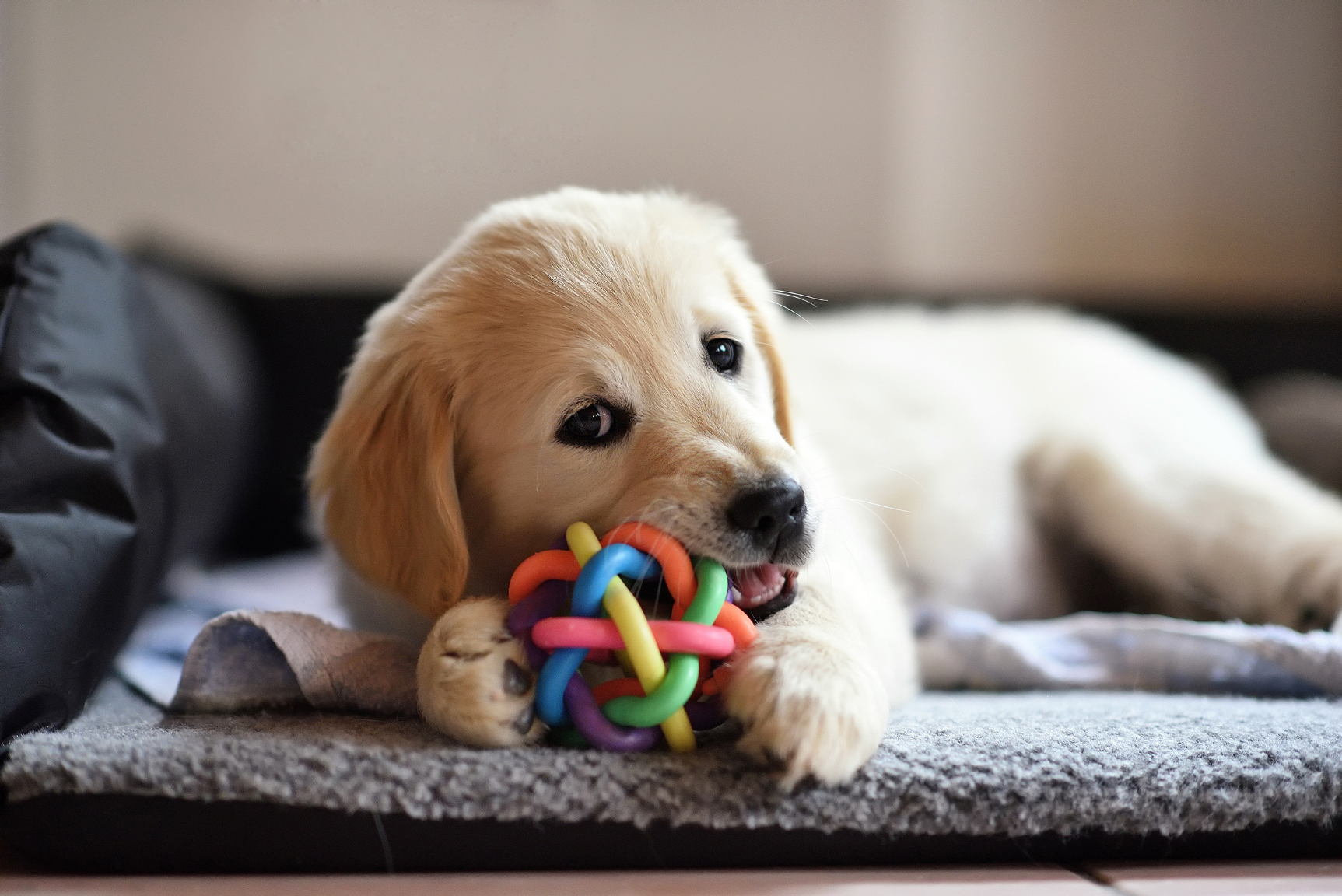 Perro jugando con un producto de pet shop