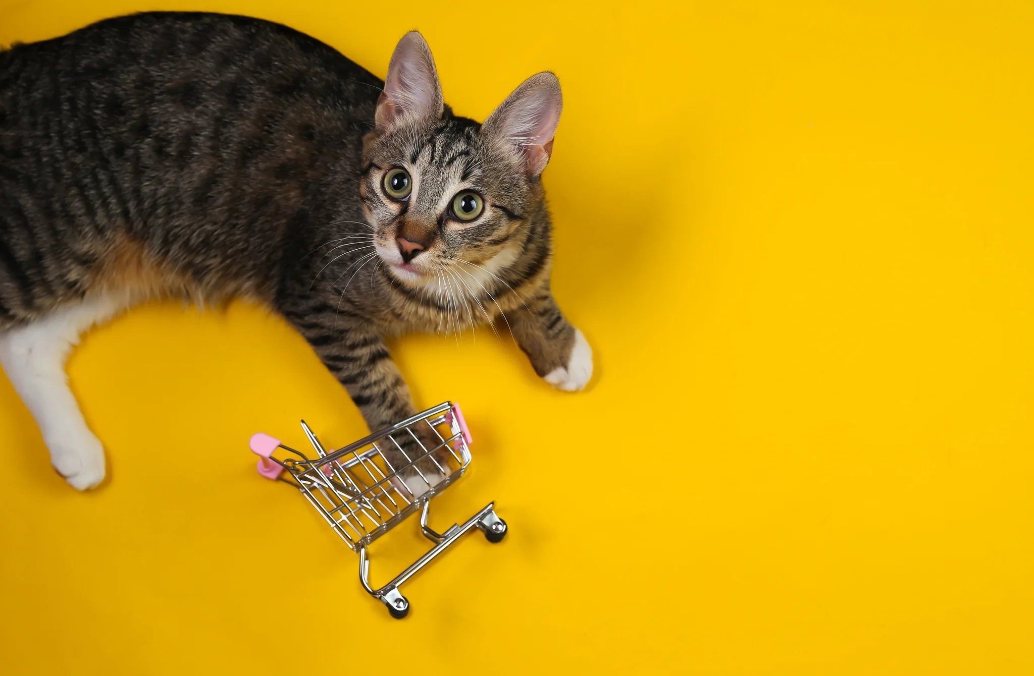 Gato cinza rajado com mini carrinho de compras representando tendências em produtos de pet shop para vender no Mercado Livre