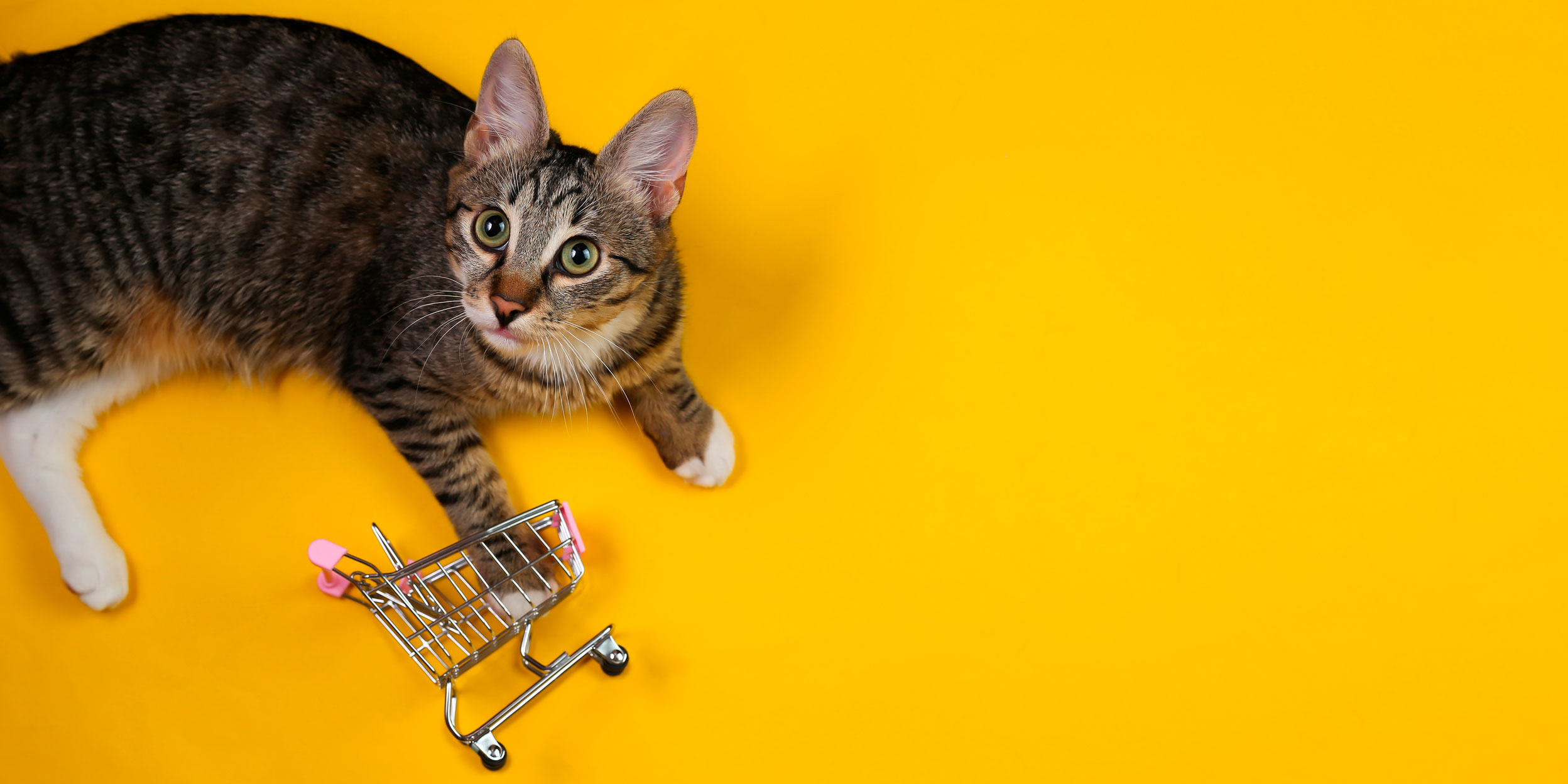 Las mejores ofertas en Escaleras De Gato Gato Sin Marca